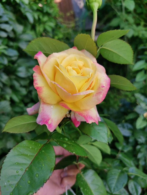 Роза чайно-гибридная Пульман Ориент Экспресс 1 шт